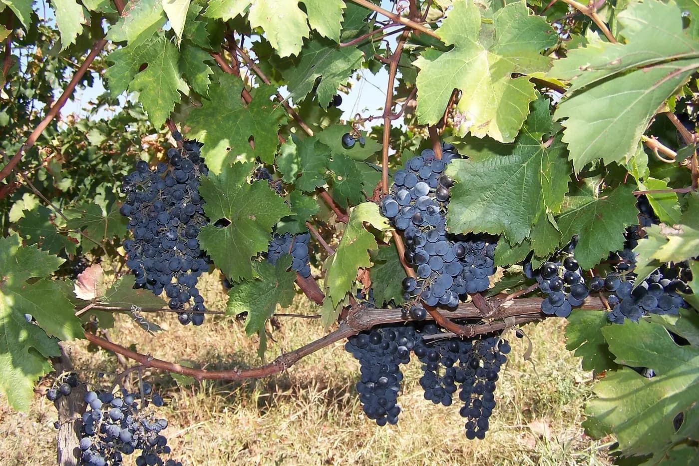 Grappes de raisin noir sur la vigne pendant les vendanges (rtveli) en Kakhétie