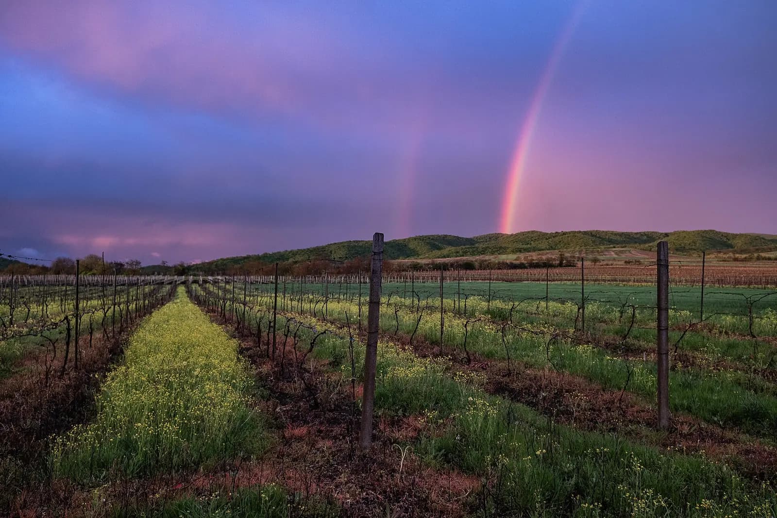 Arc-en-ciel au-dessus des rangs de vigne de la vallée de l’Alazani, près de Signagi, en Kakhétie