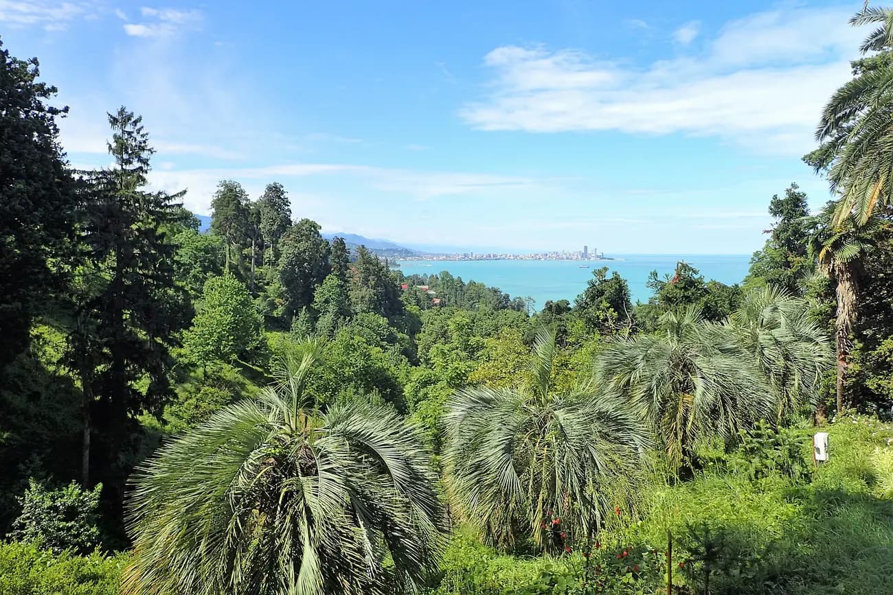 Palmiers et conifères du jardin botanique de Batoumi, avec la baie et la ville au loin sur la mer Noire