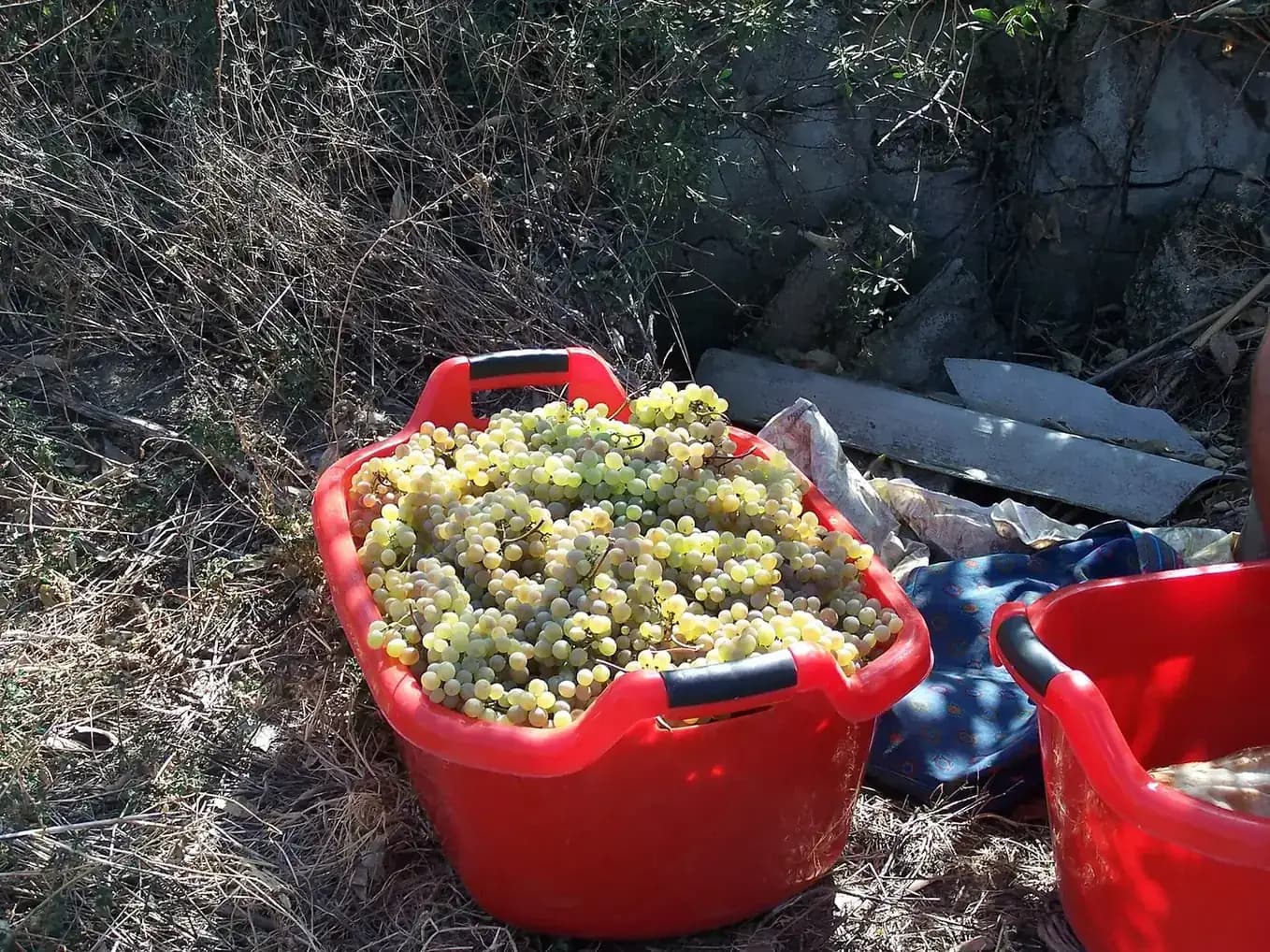 Raisins blancs fraîchement cueillis dans un bac pendant les vendanges (Rtveli) en Kakhétie