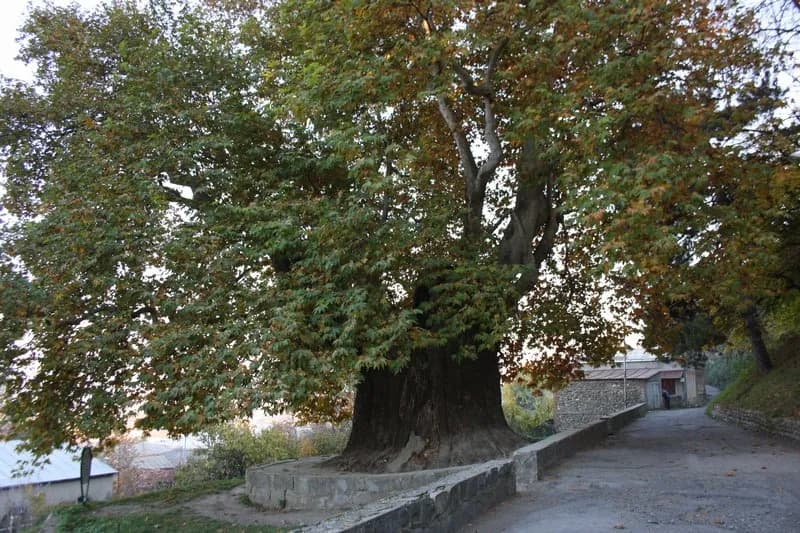 Le platane géant de Telavi, vieux d’environ 900 ans