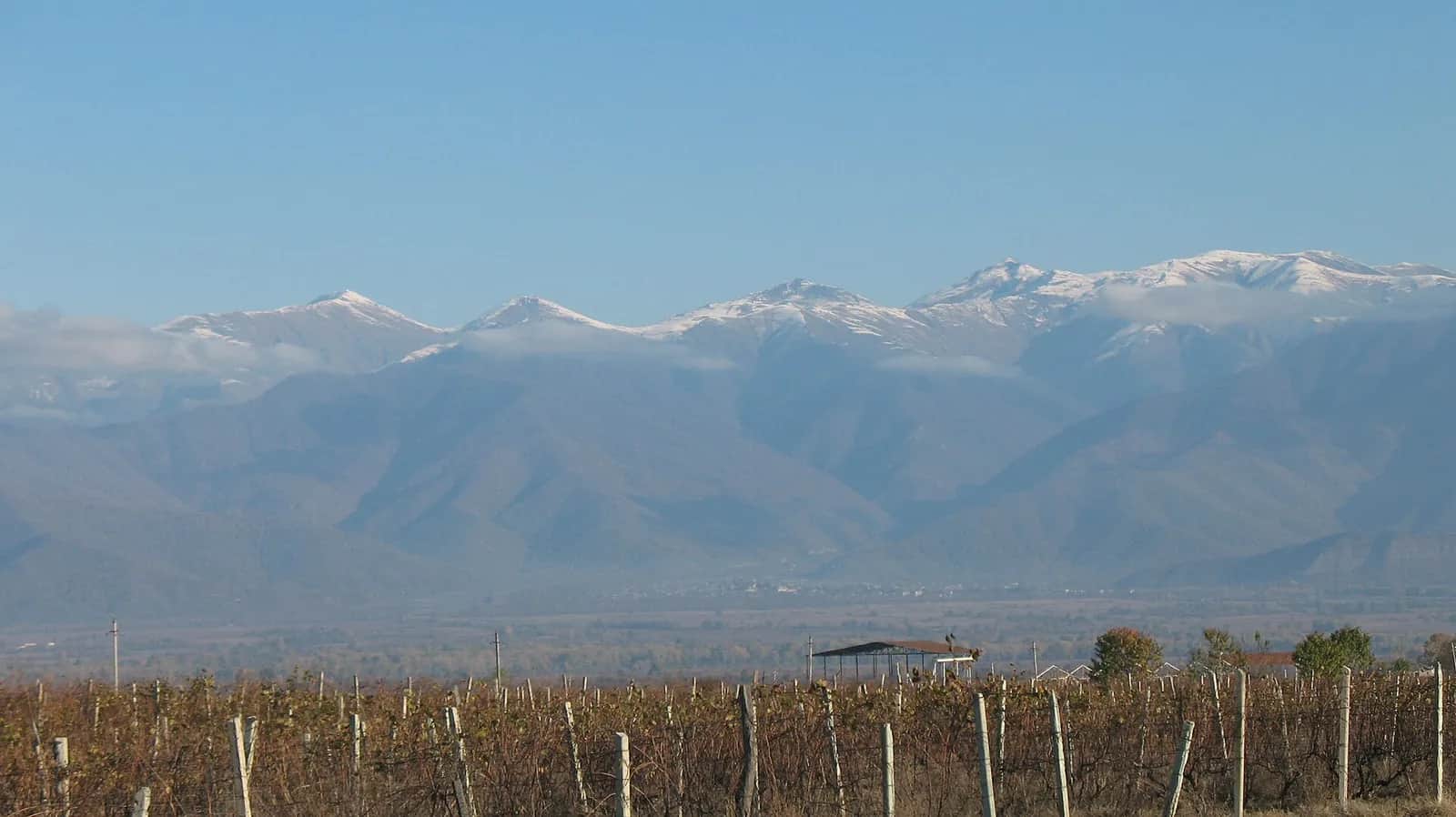 Vignes aux feuilles roussies de la plaine de Kakhétie en novembre, avec les sommets enneigés du Grand Caucase au fond