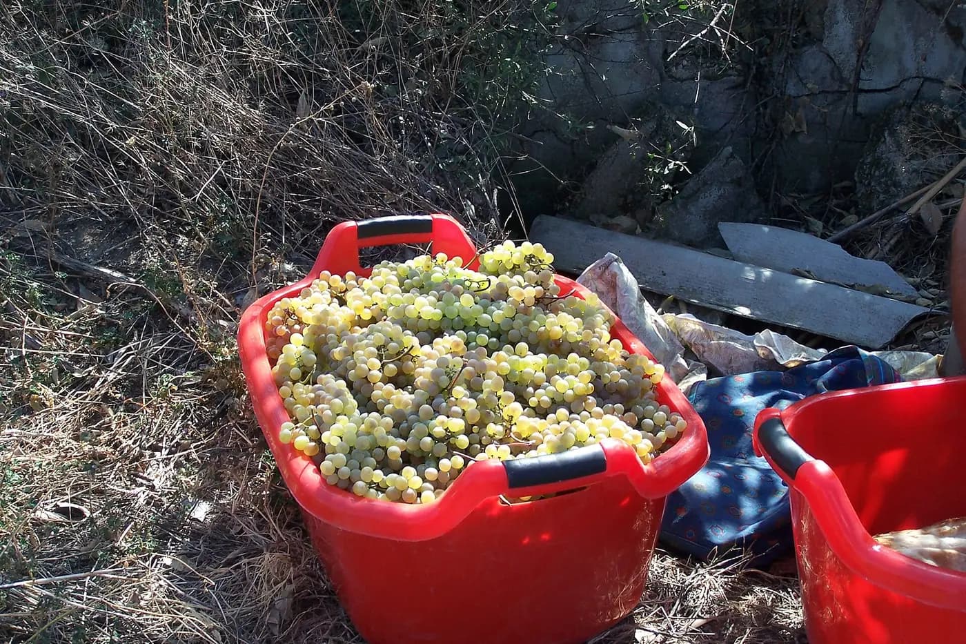 Grappes de raisin blanc fraîchement cueillies dans une bassine pendant le rtveli, les vendanges en Kakhétie