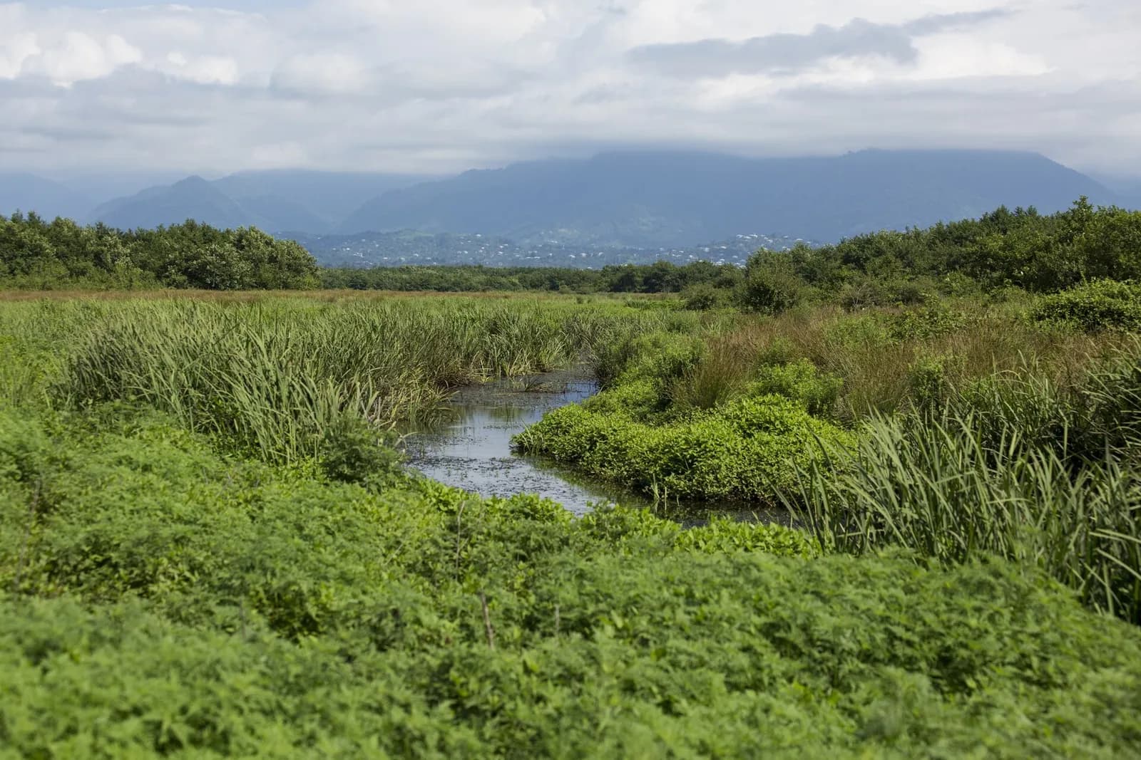 Zones humides de la réserve gérée de Kobuleti (aires protégées de Kobuleti), roselières et petit chenal d'eau devant les collines d'Adjarie