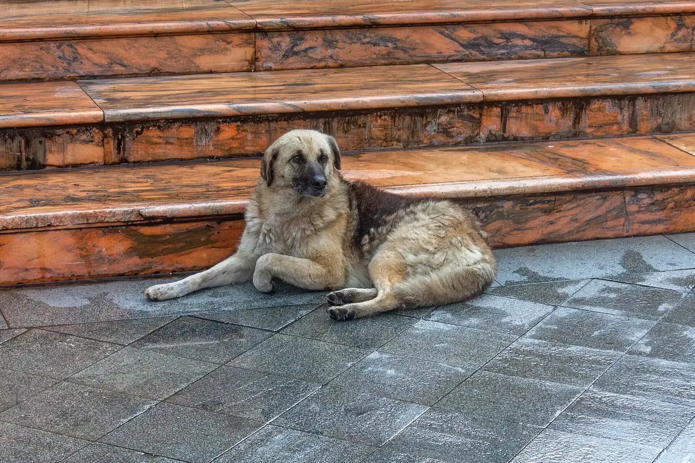 Chien errant allongé et calme sur les marches de la fontaine de Neptune, place du Théâtre à Batoumi